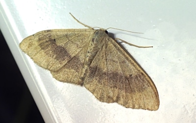 Riband wave, Warwick Gardens, Peckham Moth Night (c) Penny Frith