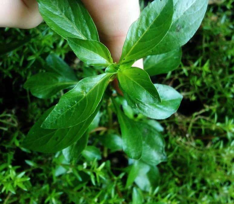 The Ludwigia Front Line