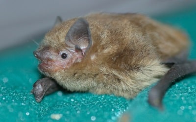 Common pipistrelle, Alison Fure
