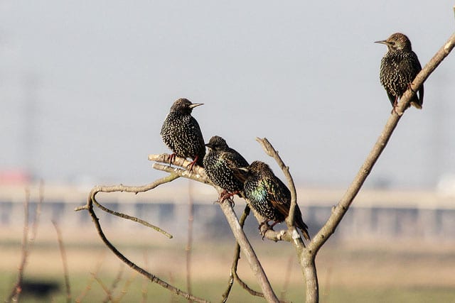 Rainham Marshes Starlings © David Allen