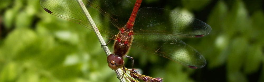 Verifying Odonata