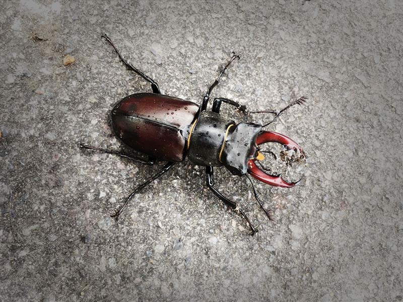 Show & Tell: Stag Beetle Forms