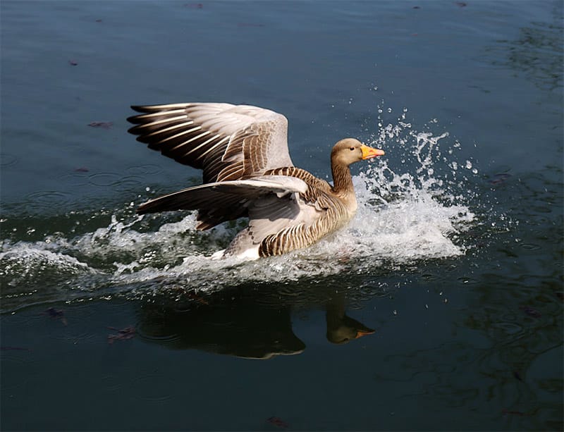 Show & Tell: Goose Count Maps