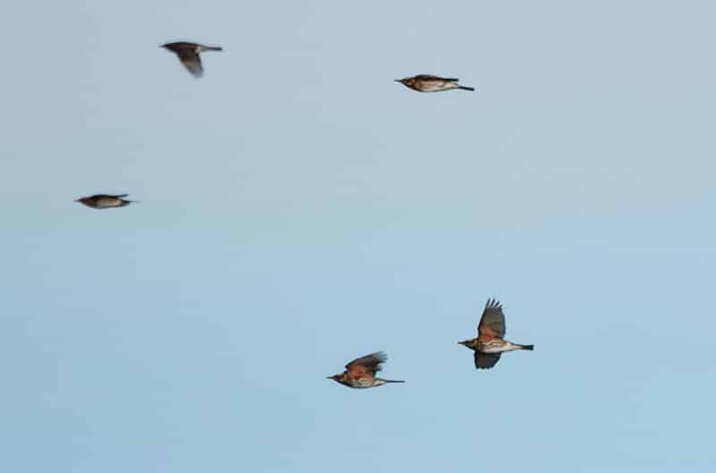 Migration over London