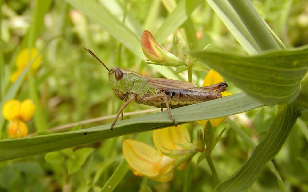 Show & Tell: Net Gain for Biodiversity