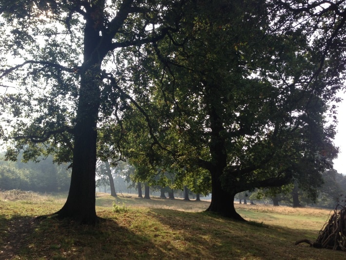 Show & Tell: A deeply rooted dataset – Greater London’s trees on the NBN Atlas