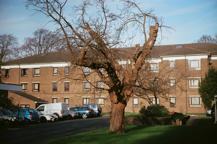 Black mulberry in Streatham