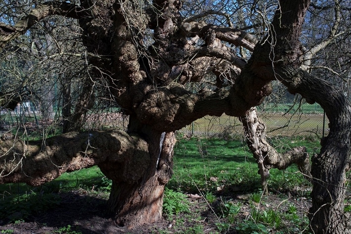 Veteran black mulberry