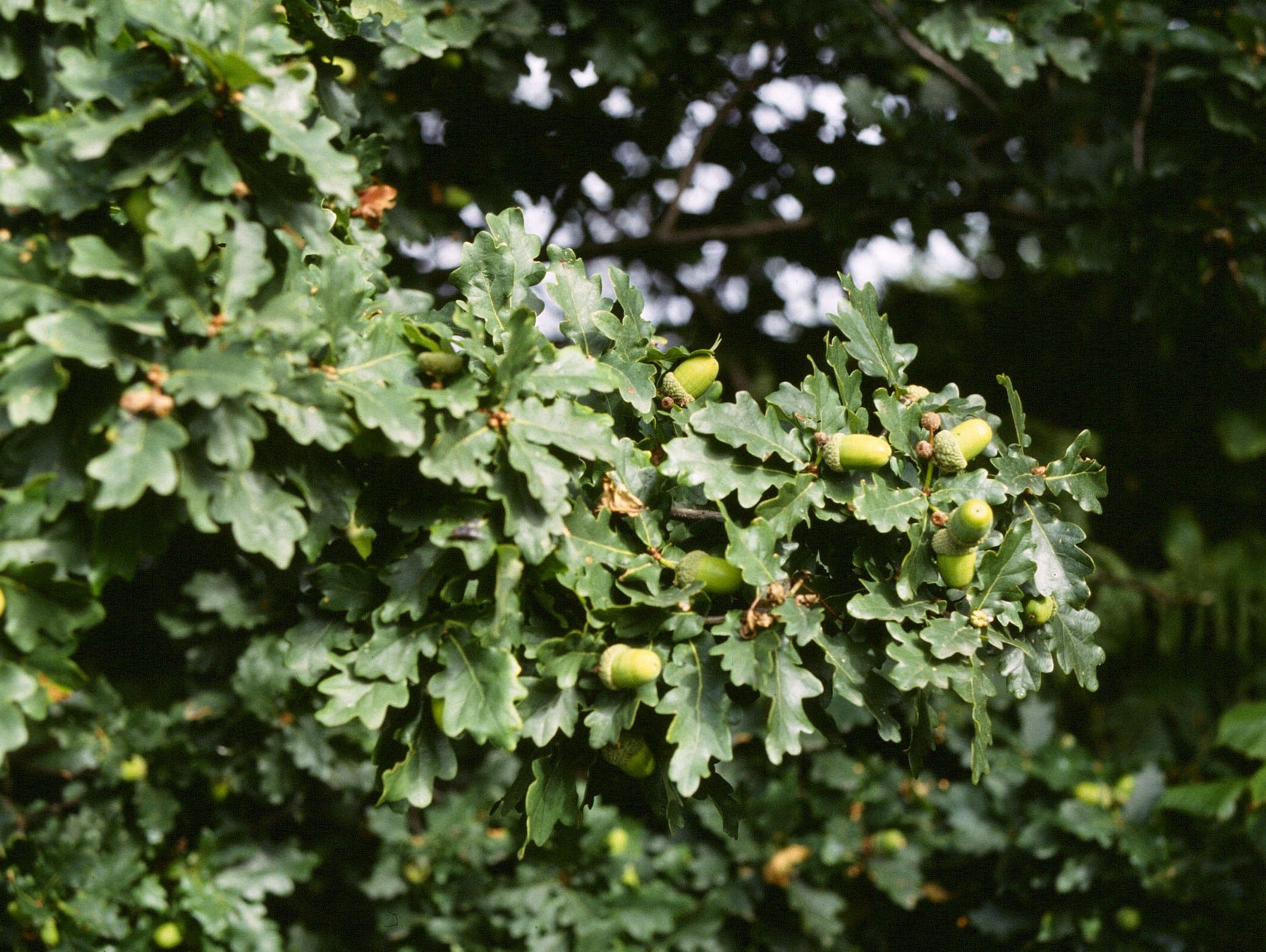 Oak leaves and acorns (c) Mike Waite