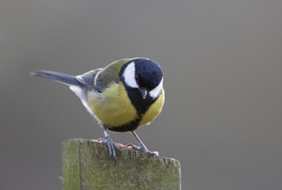 Great tit 