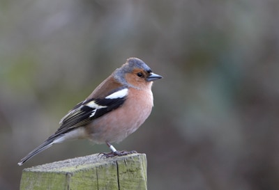 Chaffinch in Upper Norwood Recreation Ground (c) Jason Gallier