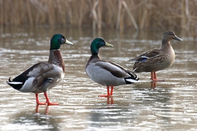 Mallards (c) Jason Gallier