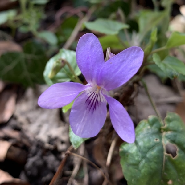 Photo of Common Dog Violet