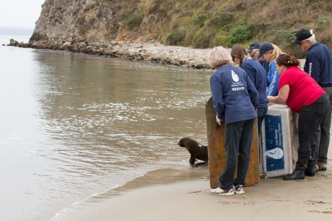 Guadalupe fur seal release