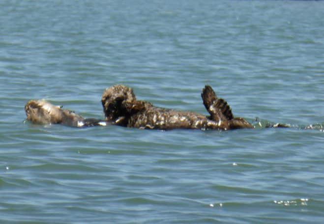 Southern sea otter