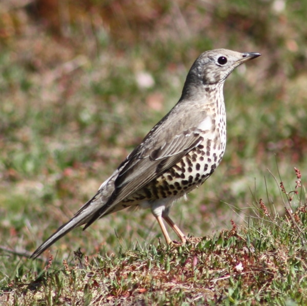 Photo of a mistle thrush on Barnes Common