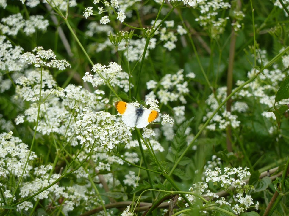 Orange-tip