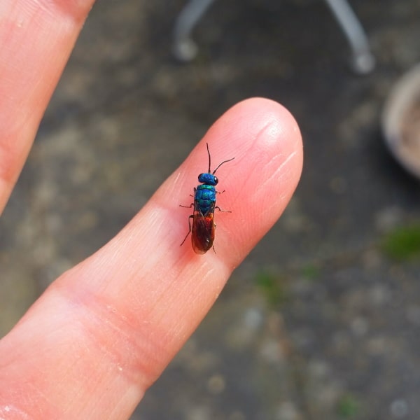 Photo of a ruby tailed wasp