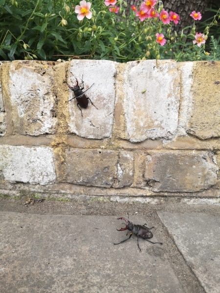 Photo of a stag beetle