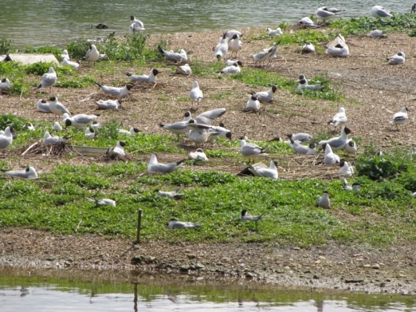 Photo of Tern Island