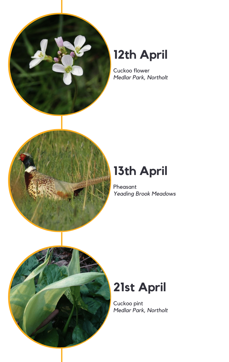 Cuckoo flower, pheasant and cuckoo pint