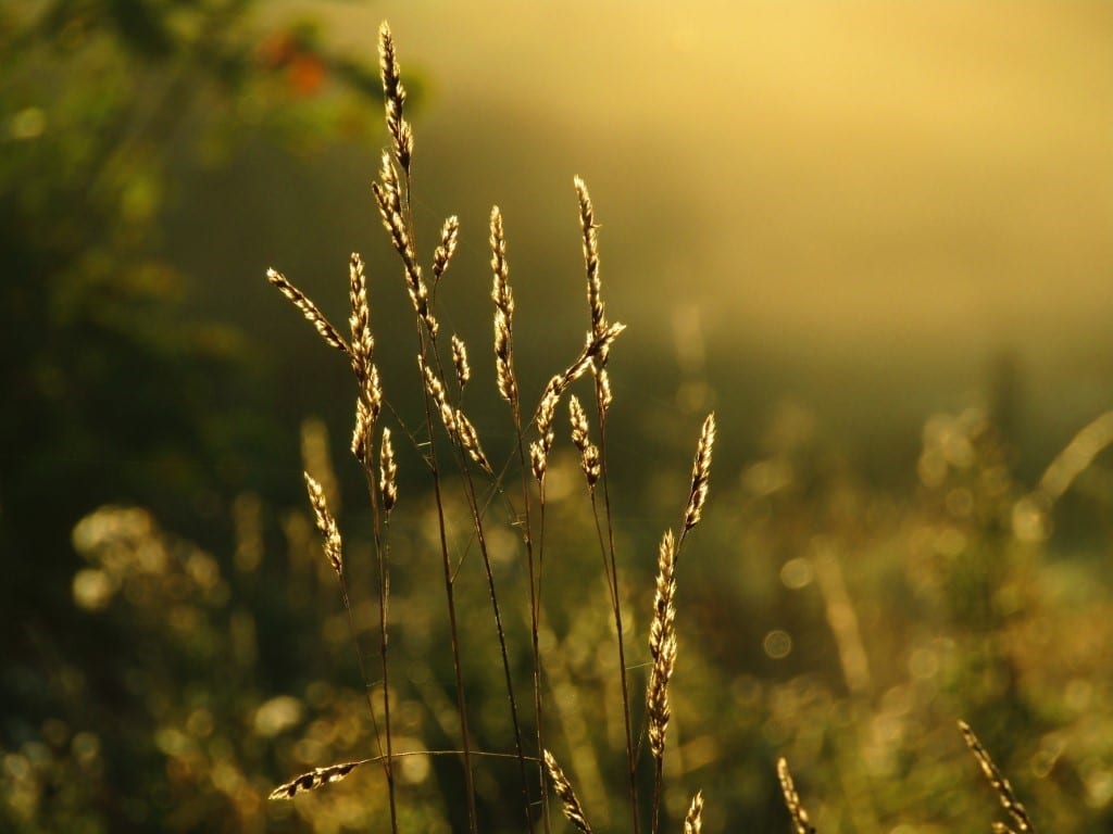 Grasses at sunrise