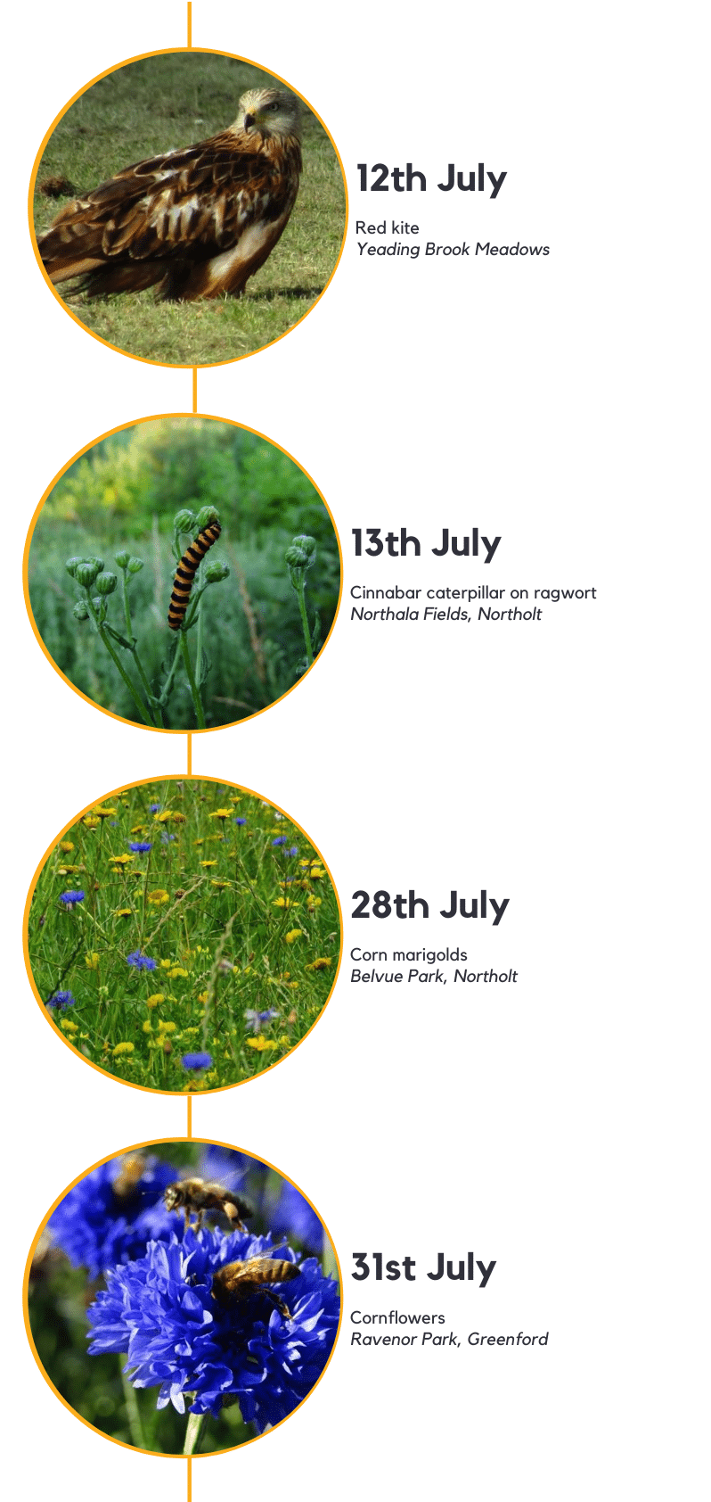 Red kite, cinnabar caterpillar and wildflowers