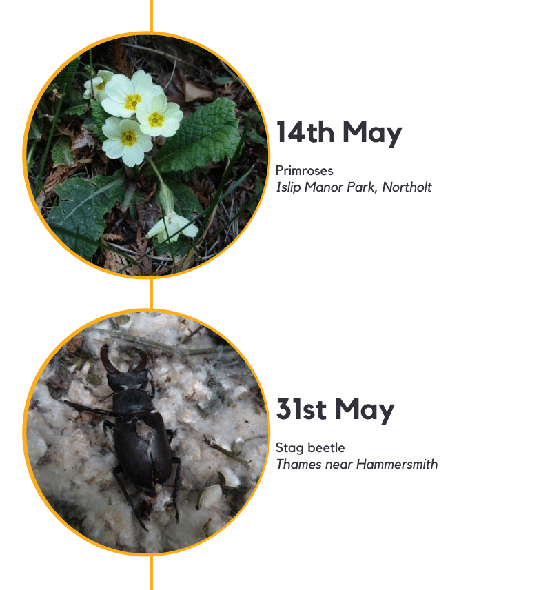 Primroses and stag beetle