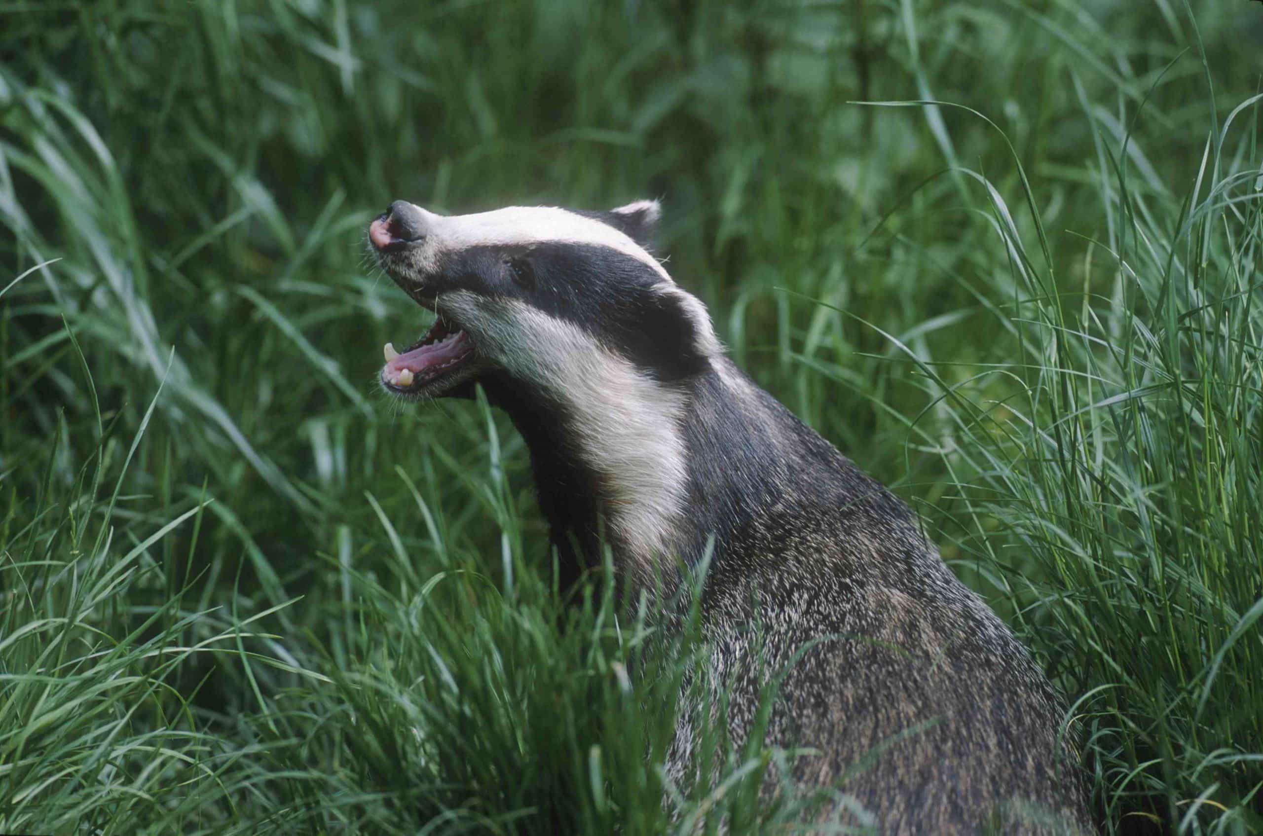 Badger