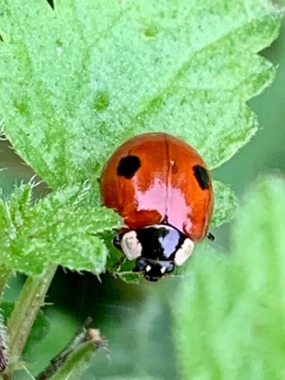 Joy of Recording: Does watching and recording wildlife make a difference?