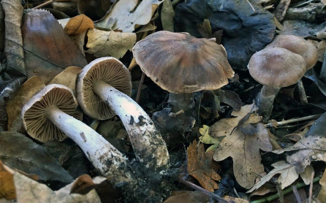 A Fantastic Fungi: new species to science