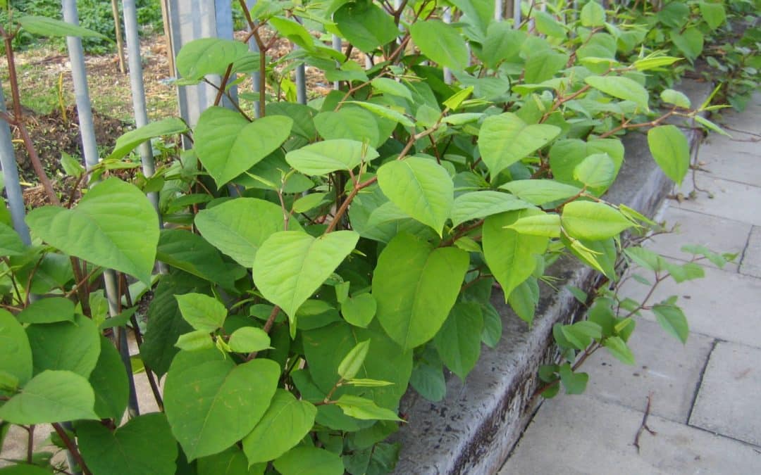 Japanese Knotweed in the UK and London