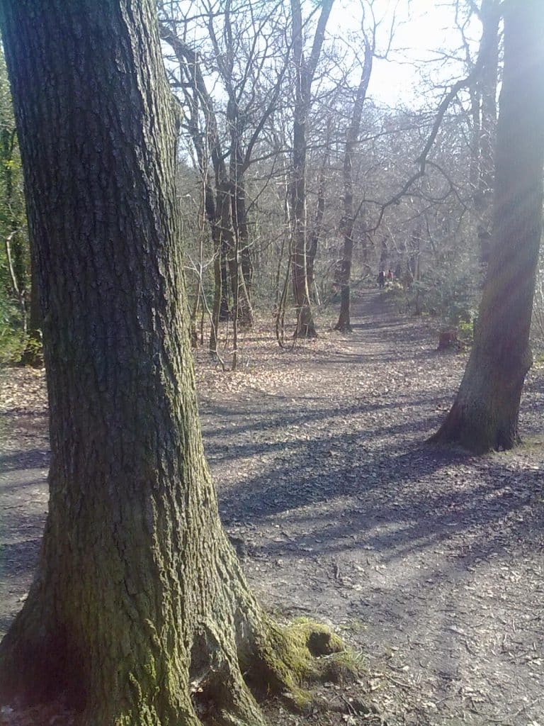 Sydenham Hill Woods