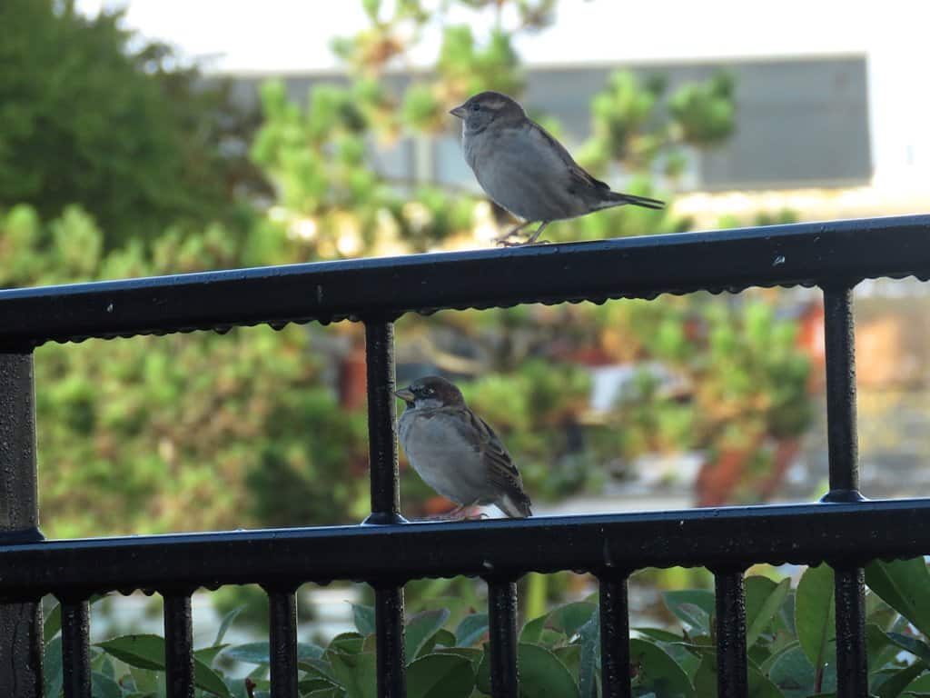 House sparrows