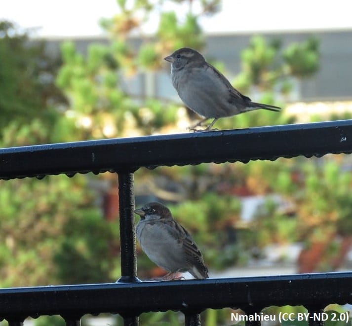 The Royal Society of Biology London Branch Launches “BALCONY WATCH”