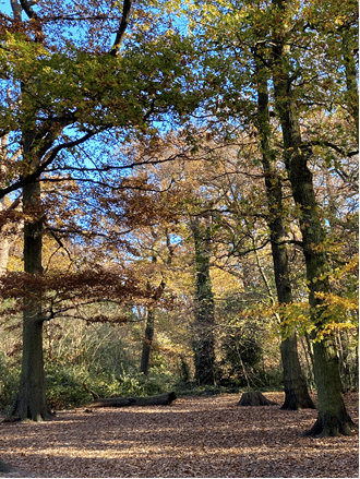 Bluebell Wood in autumn (© Friends of Bluebell Wood)