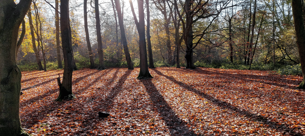 Coldfall Woods in autumn (© Friends of Coldfall Woods)