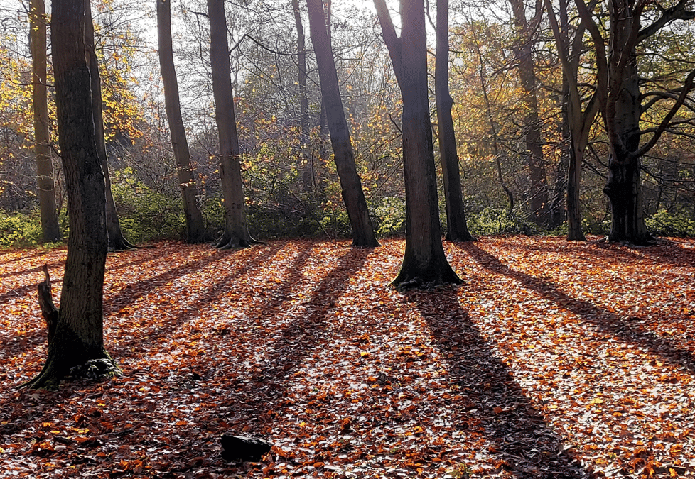 Rewild London: Haringey’s Ancient Woodlands