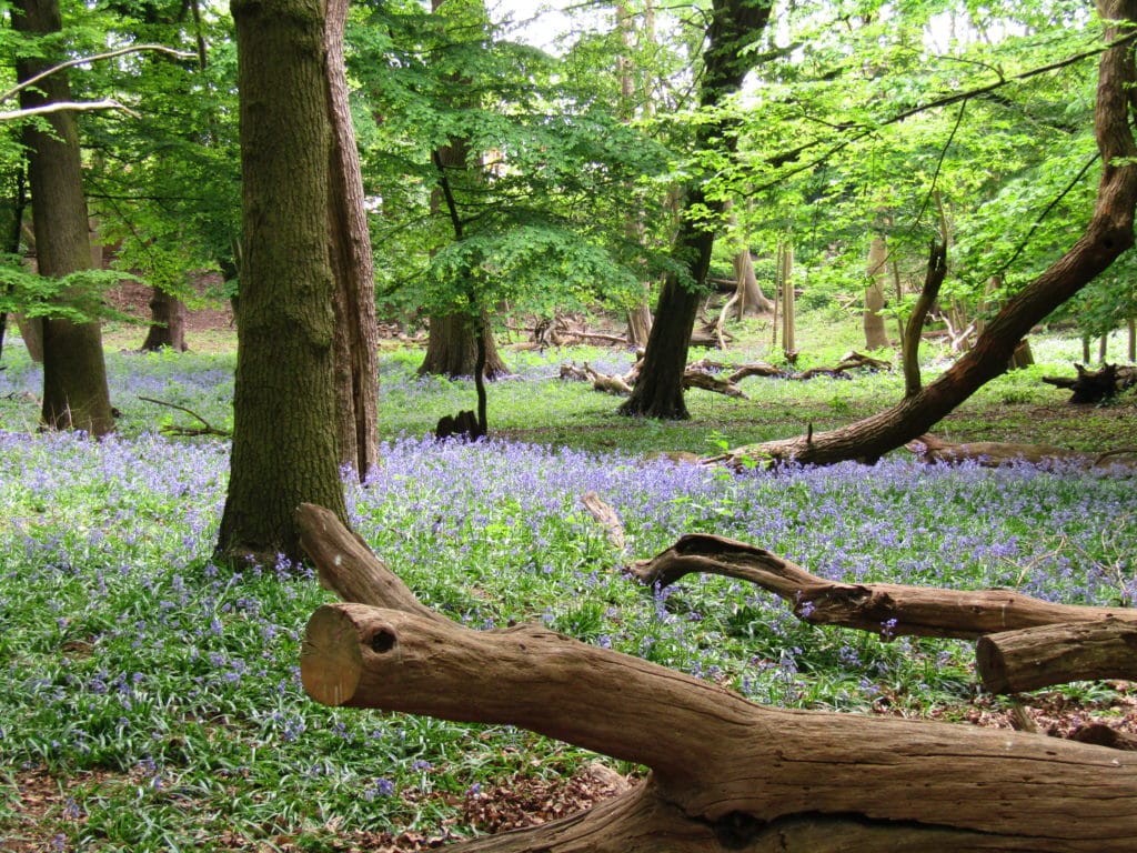 Hatter's Wood © Amy Palmer-Newton