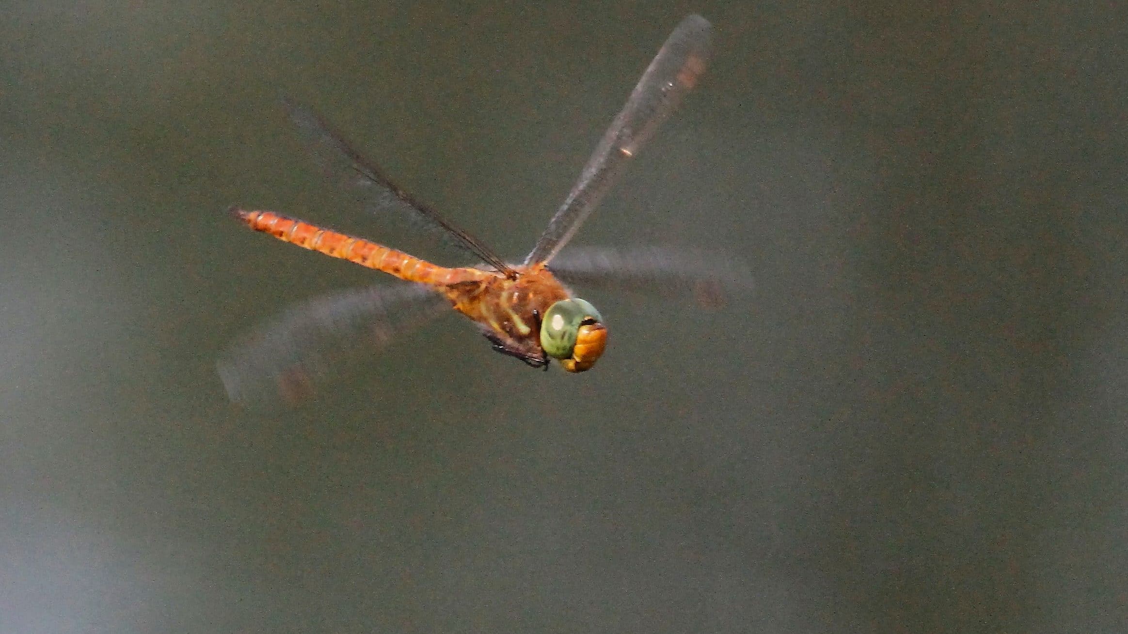 Norfolk Hawker (© Chris Farthing)