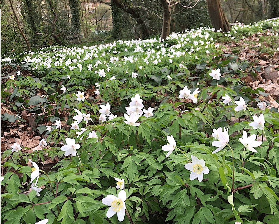 Wood anemone in Queens Wood (© Mike Hacker)