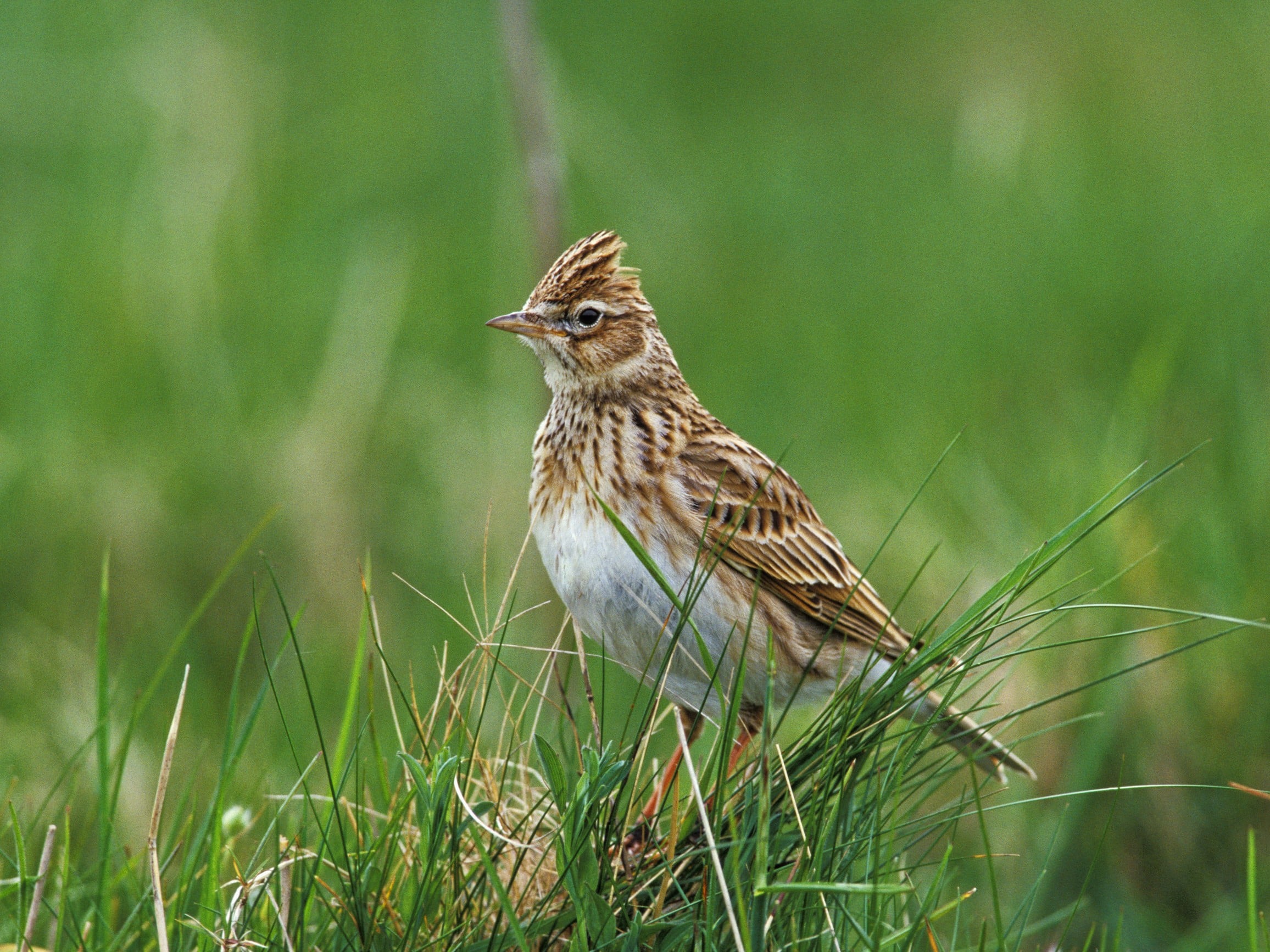 mound parade Rose chalk gardens sutton projector Interconnect apologize