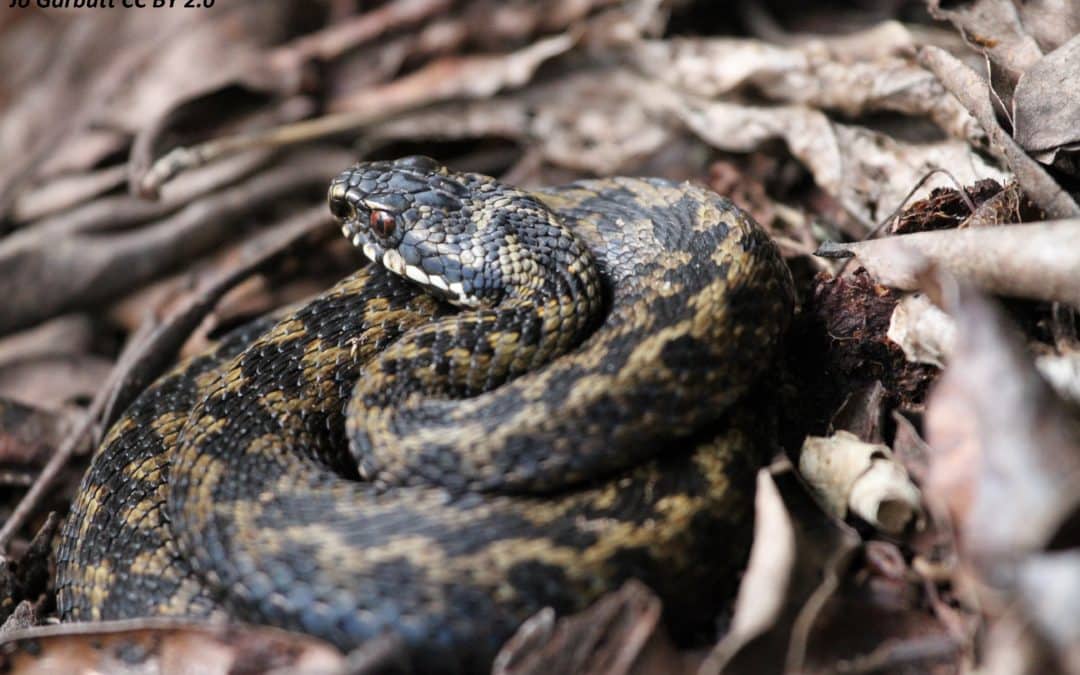 London Amphibian and Reptile Group (LARG): Recording and conserving London’s herpetofauna