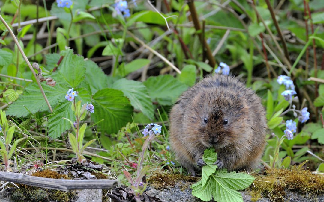 Water Vole Recovery Programme