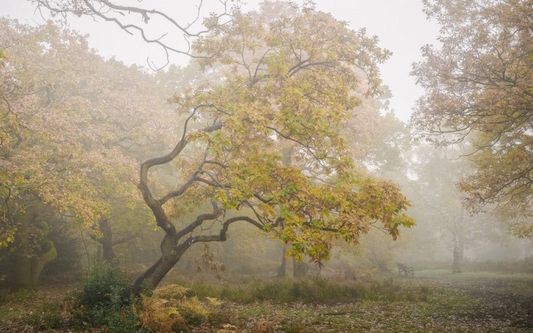 Joy of Recording – Lesnes Abbey Woods