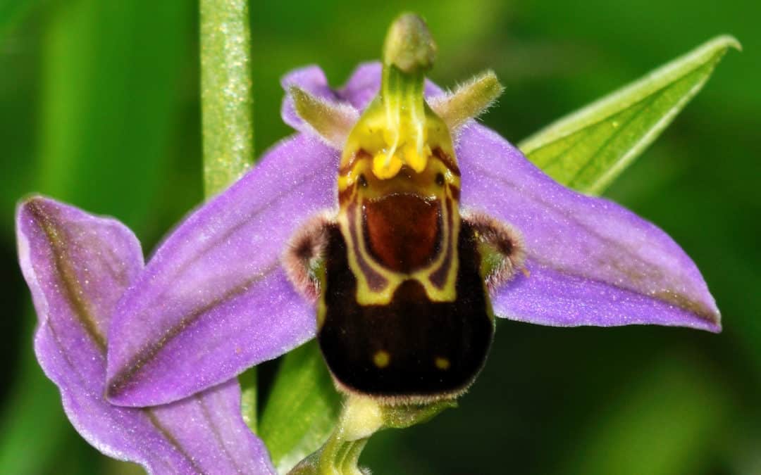 Developing an Axiophyte List and Rare Plant Register for Greater London and Middlesex