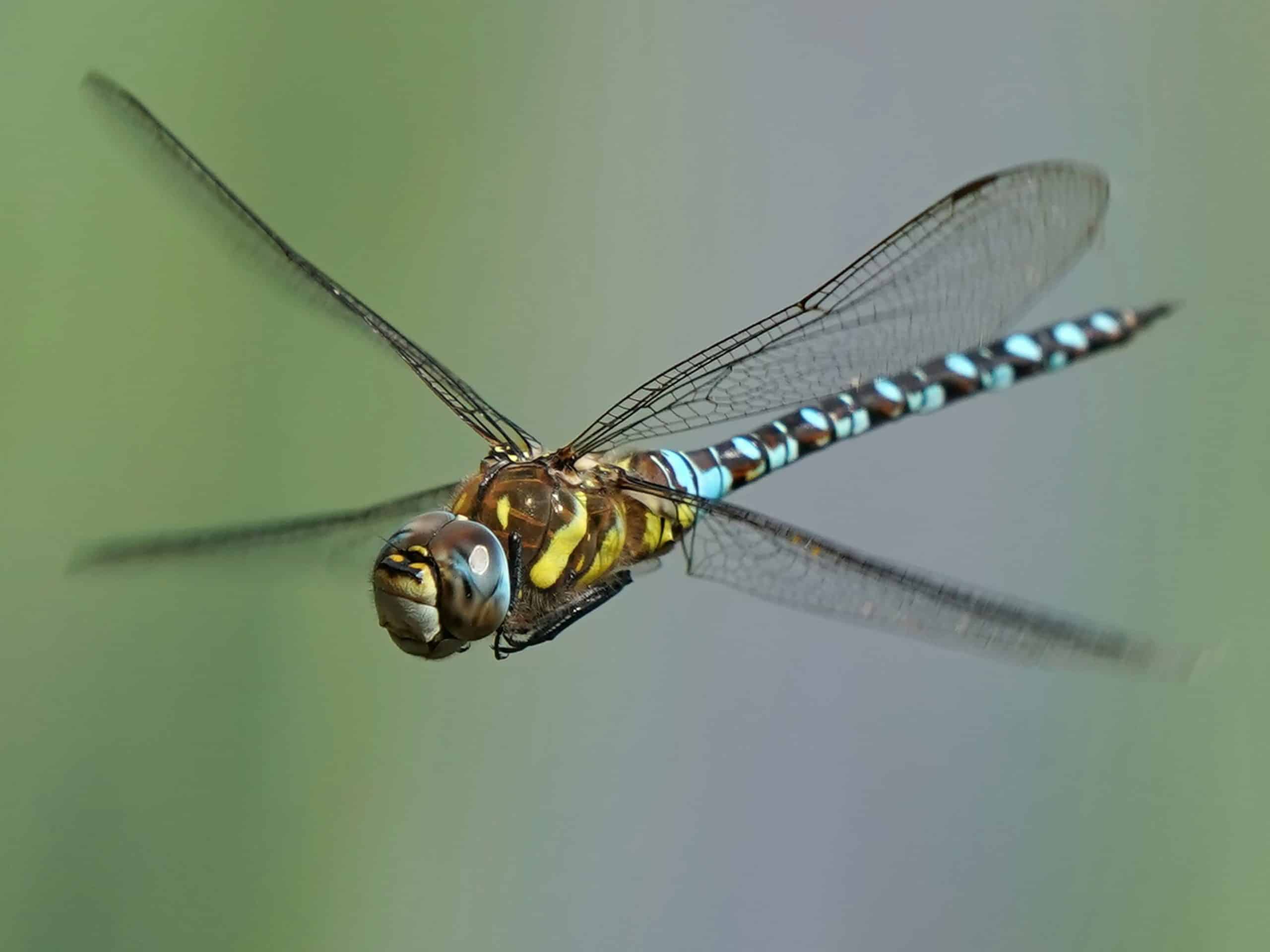 Dragonfly Detectives