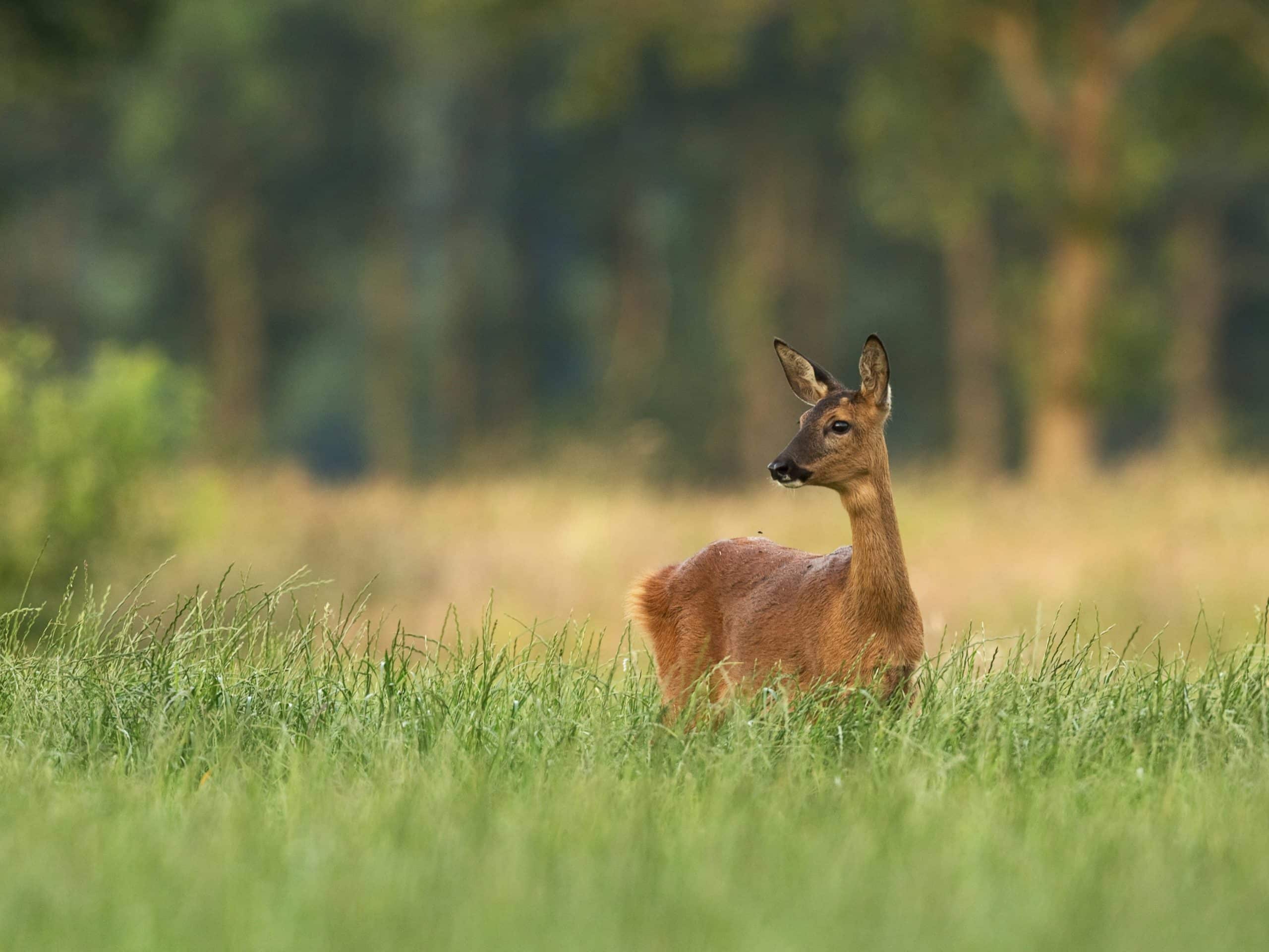 London Deer Survey