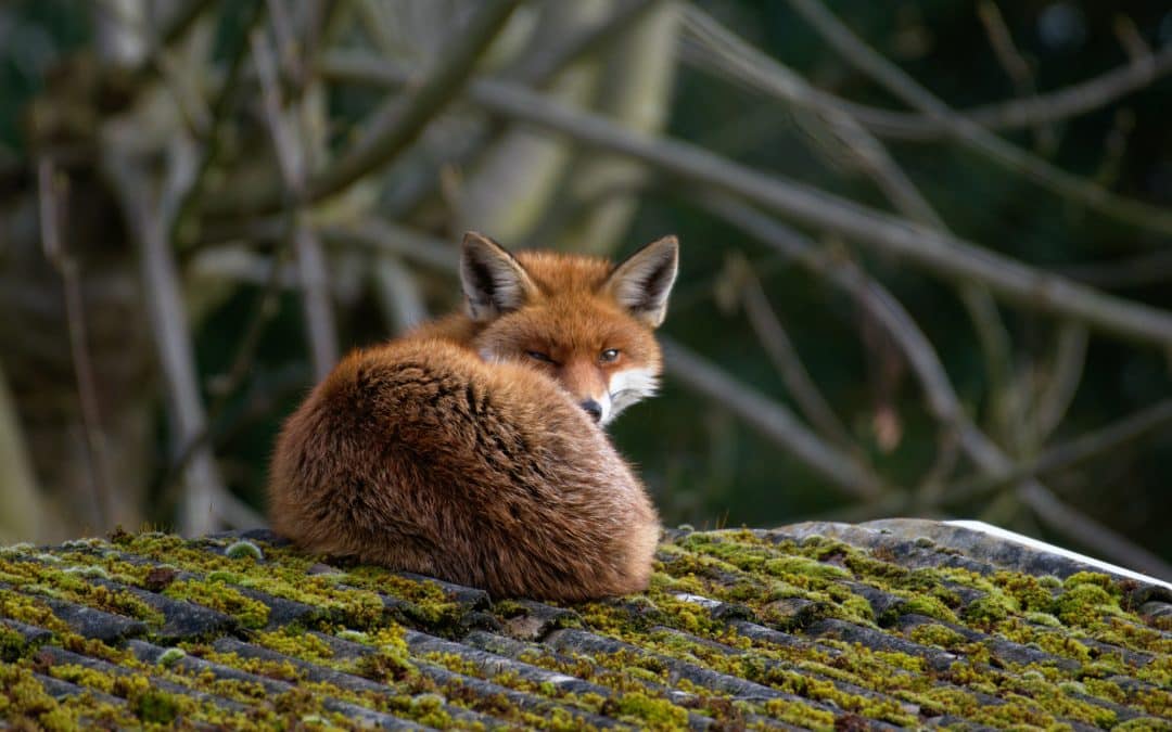 Capturing London’s Biodiversity: The Role of Photography in Wildlife Recording