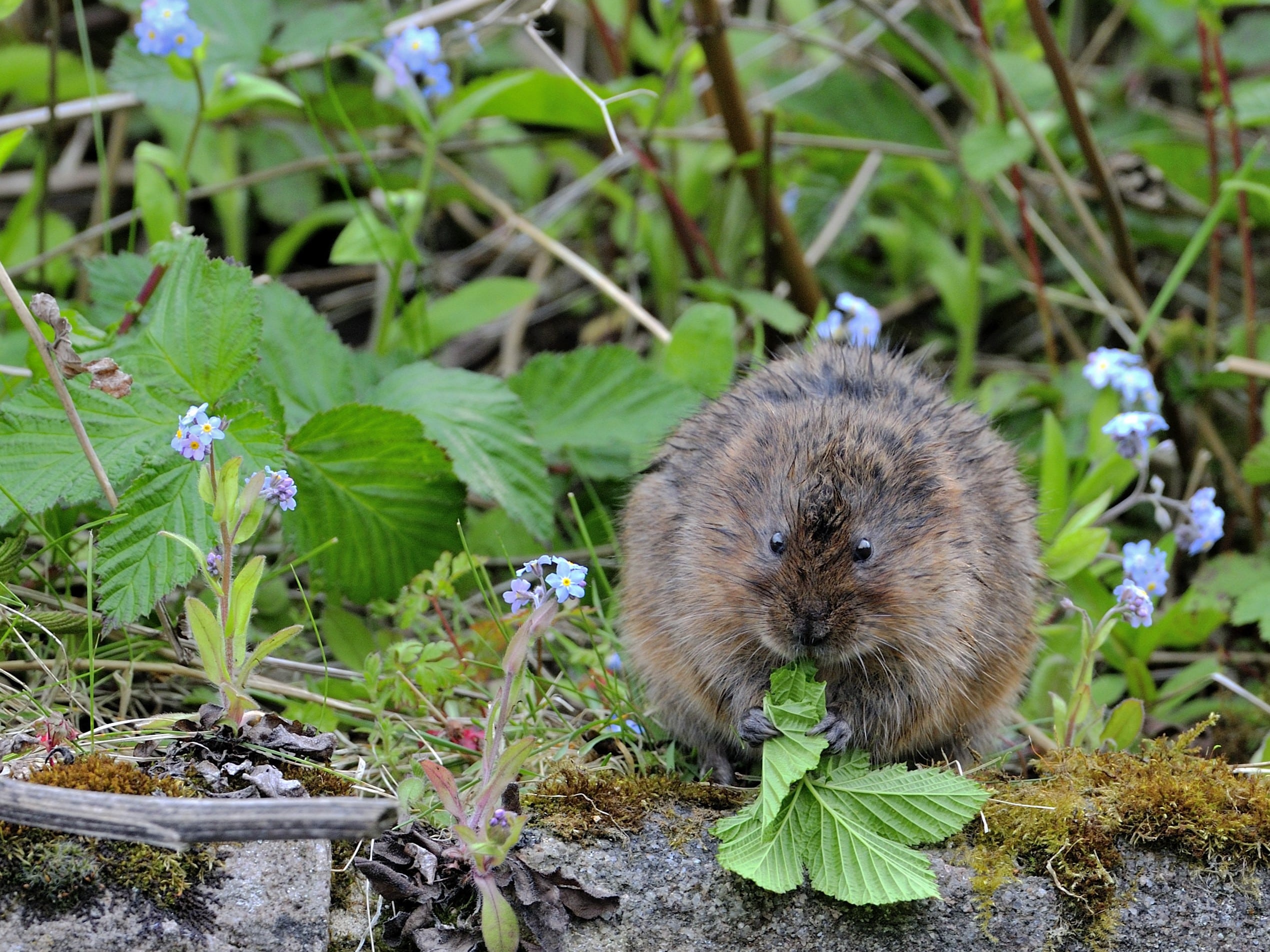 Water Vole Recovery Programme